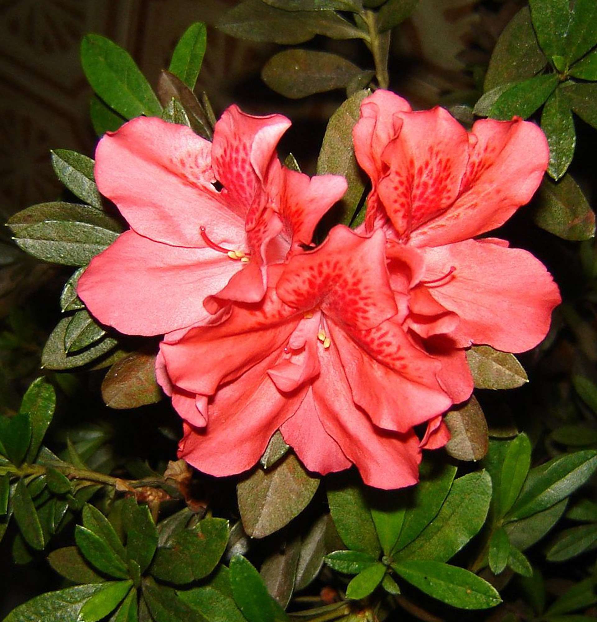 Azalea flower photo - pink rhododendron