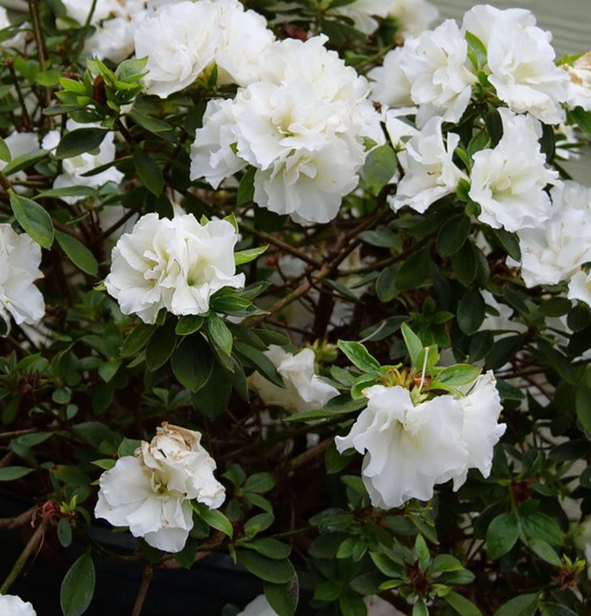 azalea white photo - garden rhododendron