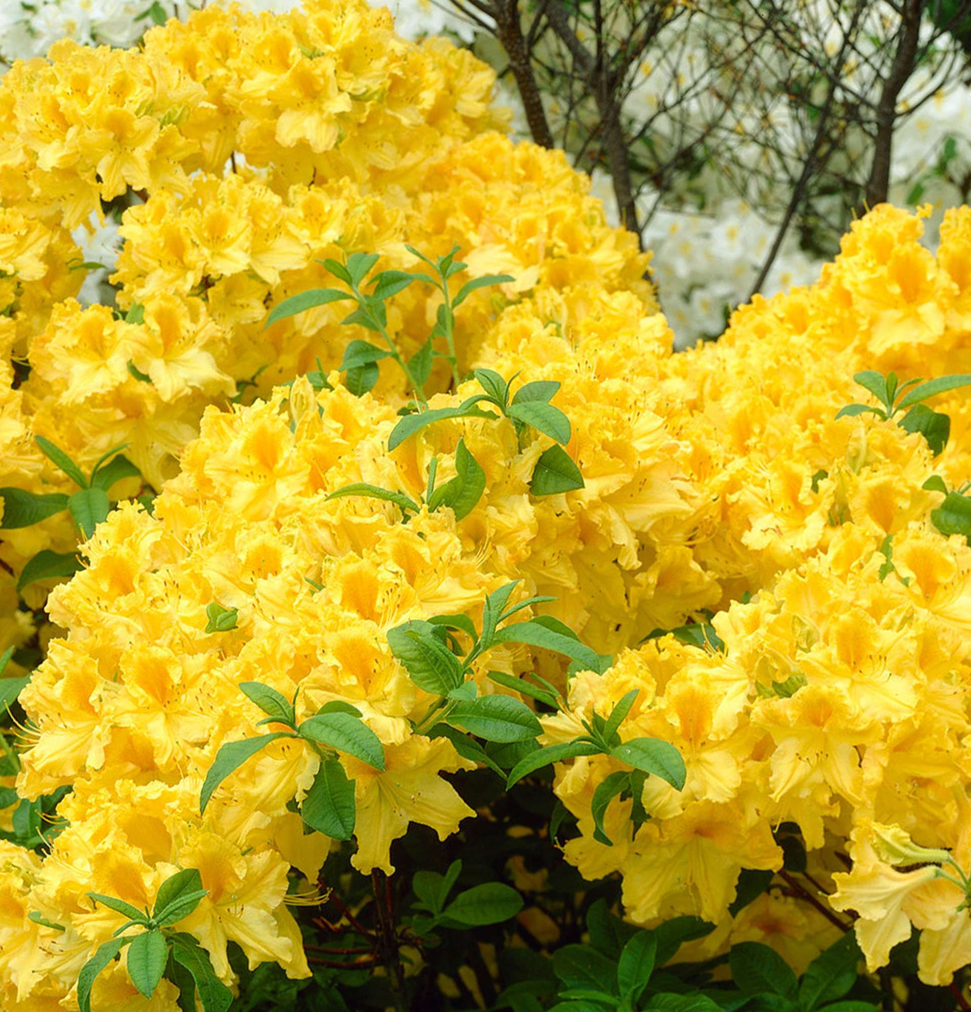  желтая азалия фото - кустарник садовой рододендрон