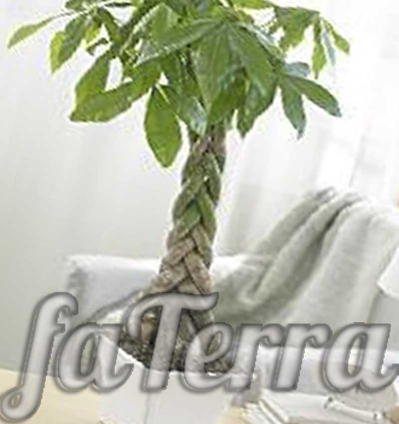  Растение гвианский каштан - фото денежное дерево