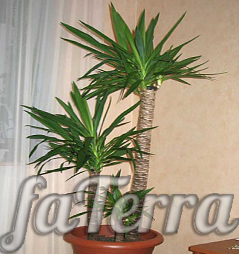 Растение юкка в интерьере фото -пальма юкка