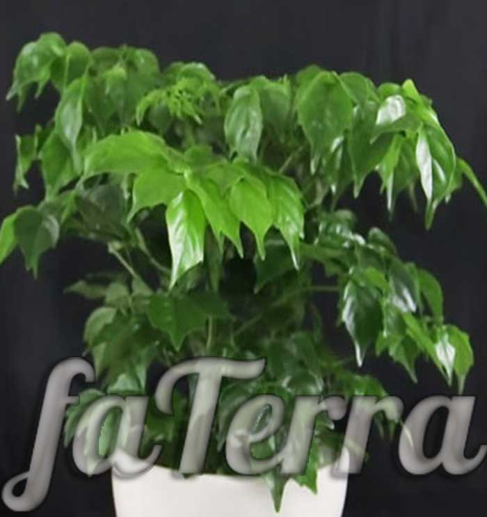 Растение Радермахера фото - изумрудное дерево