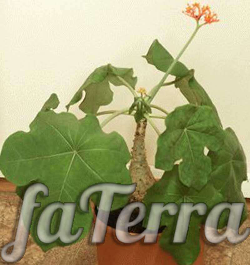 Цветок Ятрофа фото - коралловое дерево