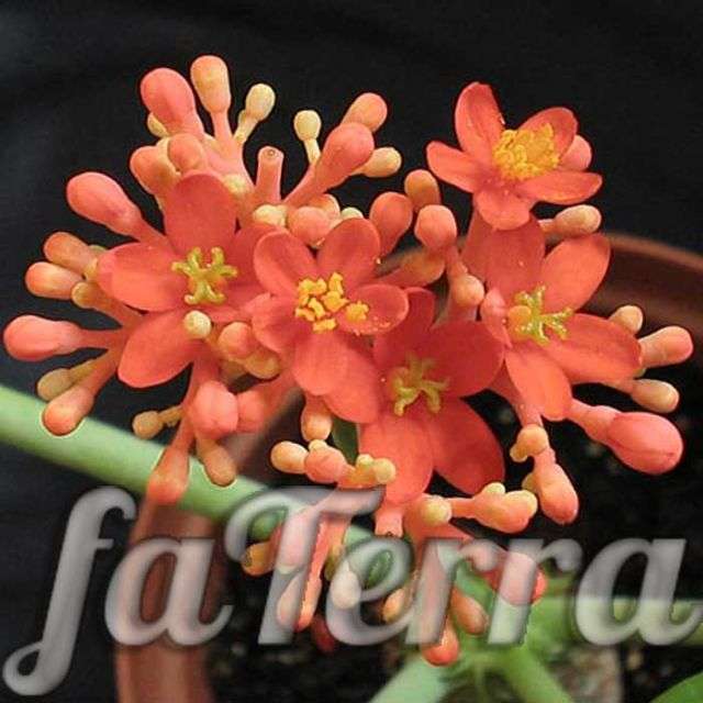 ятрофа растение - живот Будды фото - арбадосский орех