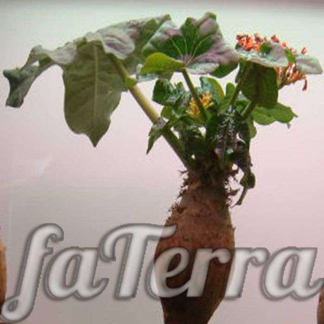 австралийское бутылочное растение - фото физический орех