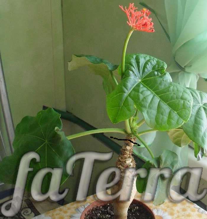 
квітка ятрофа - фото подагрична ятрофа - куркас