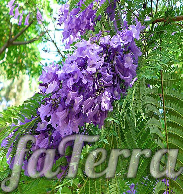  растение жакаранда цветение - фото уход за папоротниковым деревом