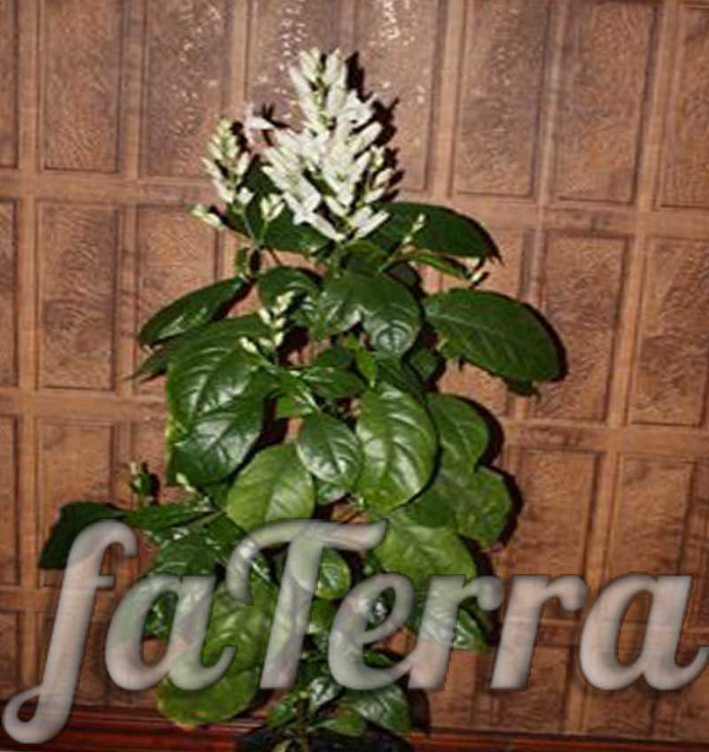Растение Уайтфельдия фото - витфельдия комнатная