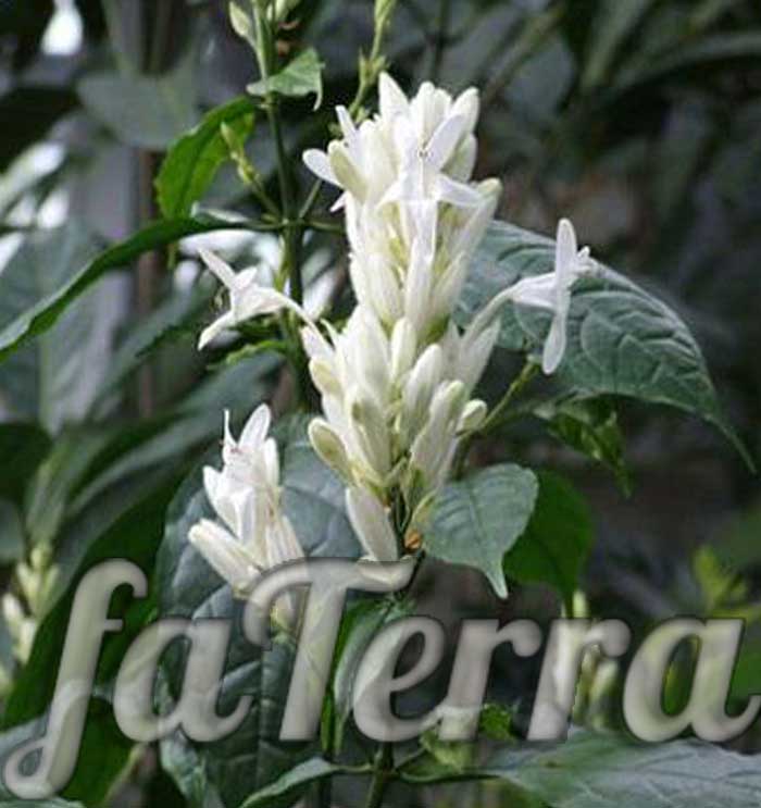  уайтфельдия уход фото - белые свечи растение
