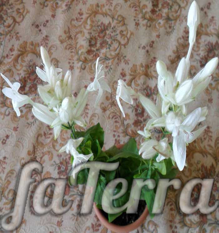  цветок уайтффельдия фото - цветущие комнатные растения