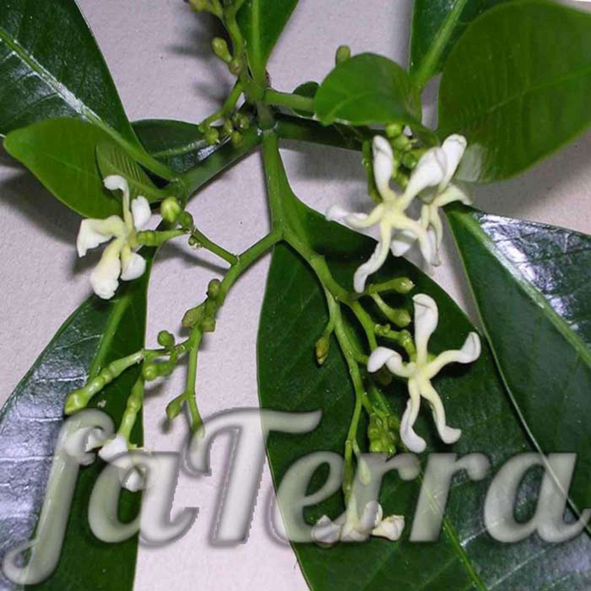 Табернемонтана: уход в домашних условиях, размножение с фото | faterra.com