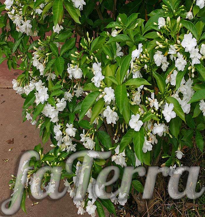  комнатный цветок табернемонтана фото - цветущее домашнее растение