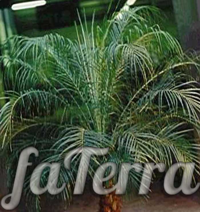 Растение Финиковая пальма фото - финик Робелена