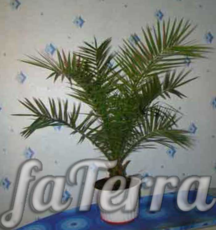 Финик канарский фото - финиковая пальма канарская