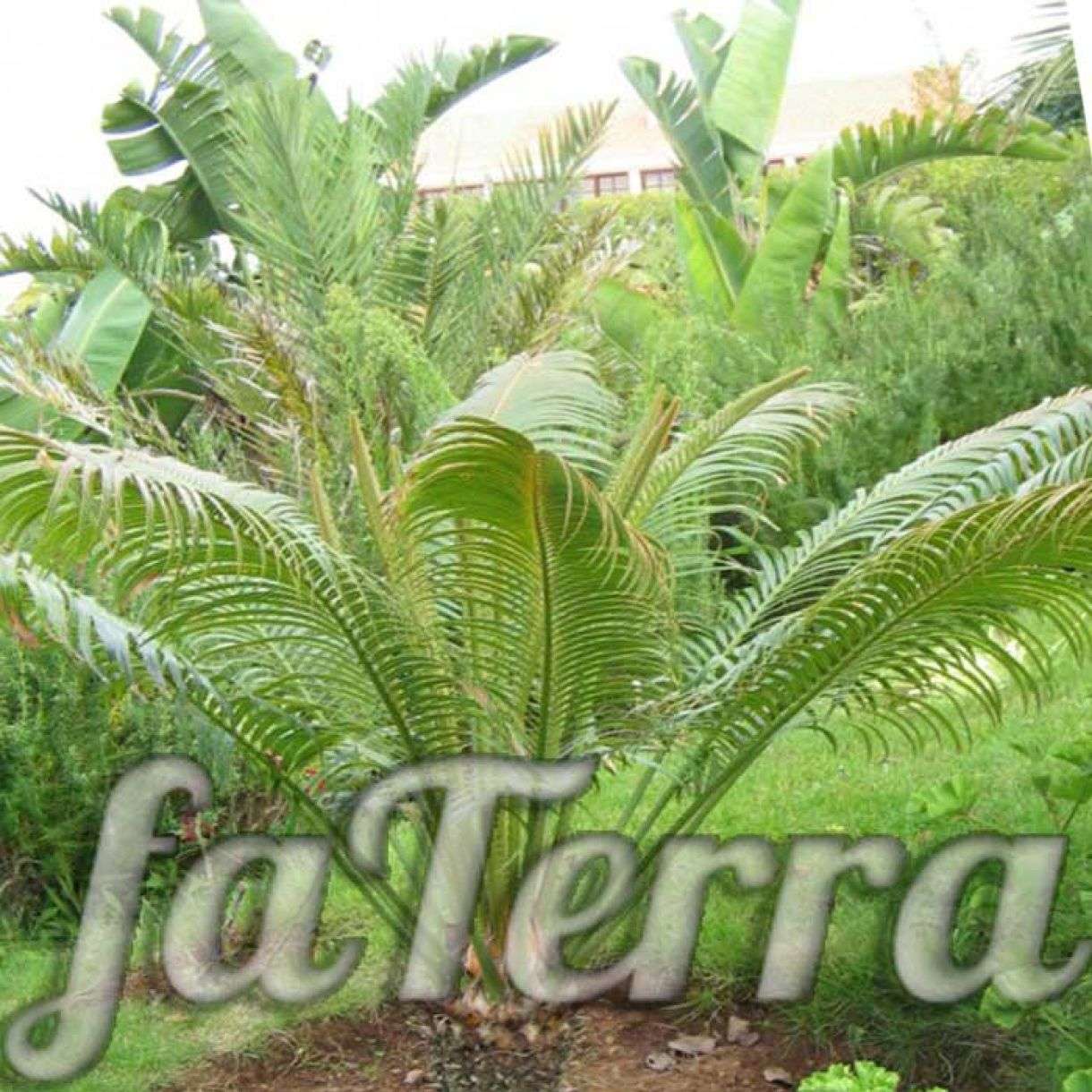 Финик Канарский фото, размножение и уход в домашних условиях | faterra.com