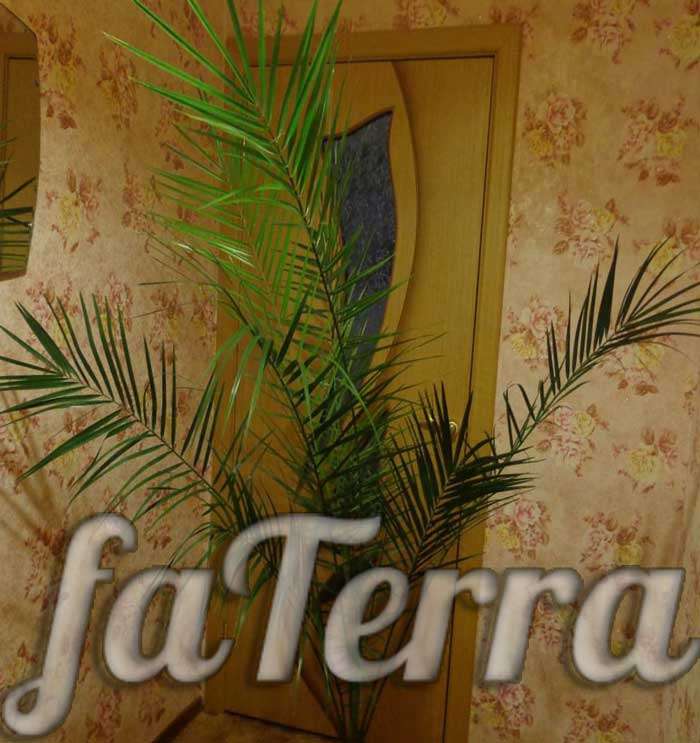  комнатная пальма фото - финик канарский