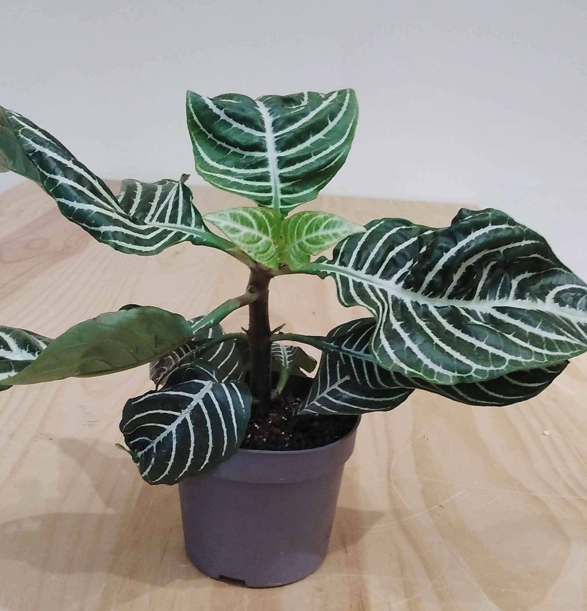  вазон афеляндра фото - лиственные растения
