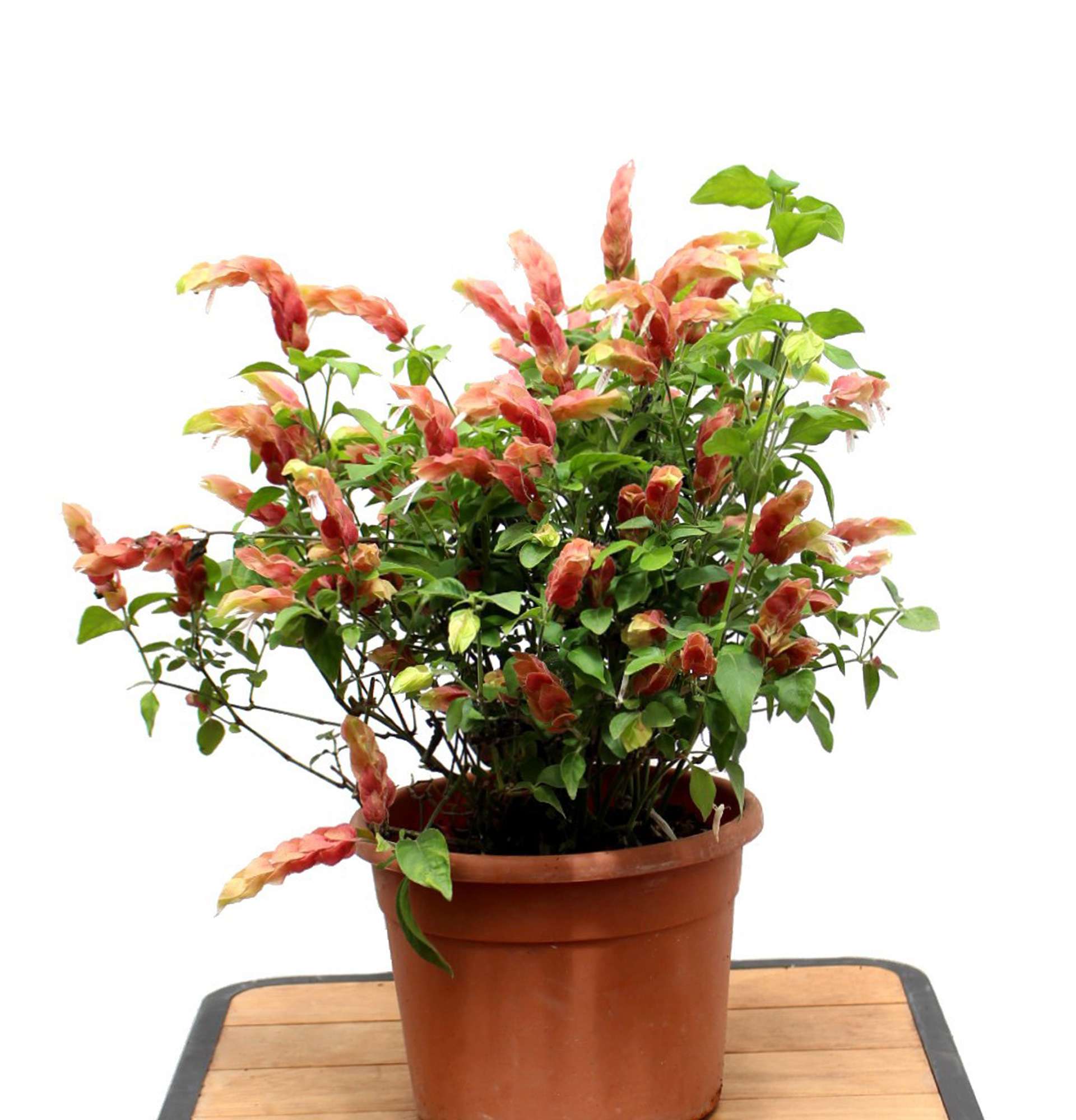  растение раковая шейка фото - цветок креветка