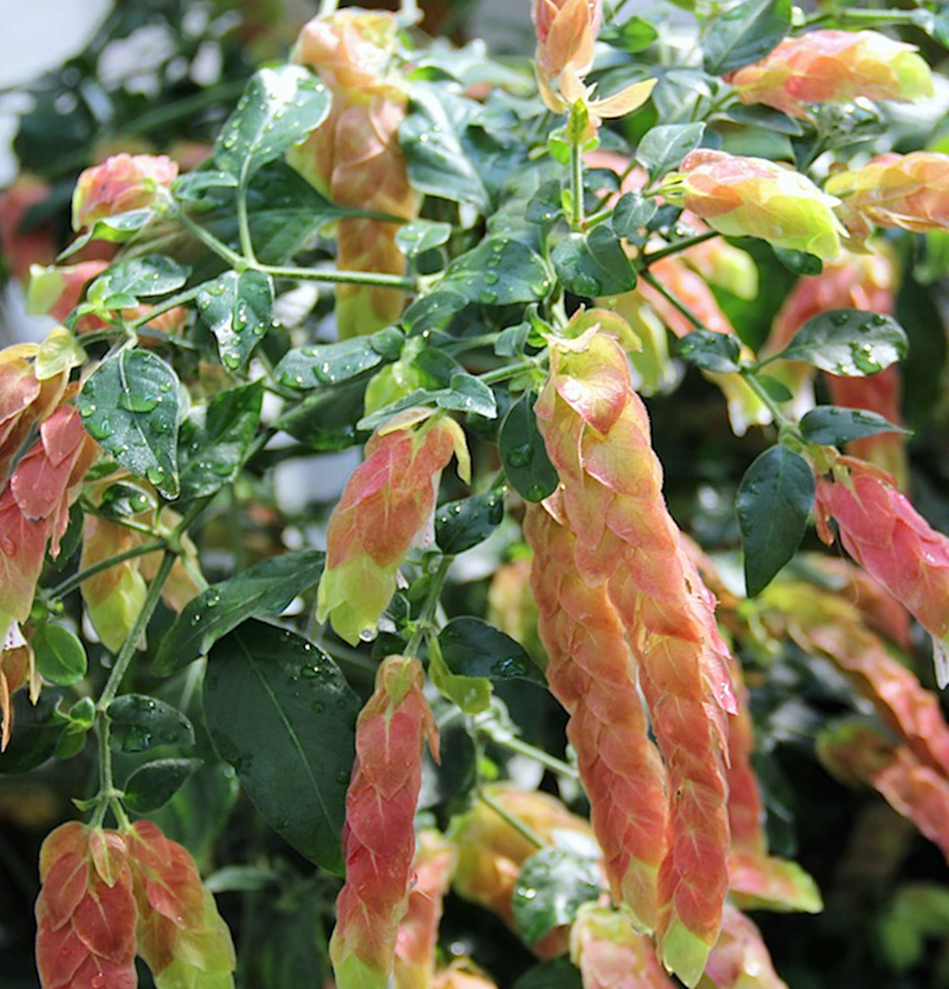  Белопероне фото - цветущие комнатные растения