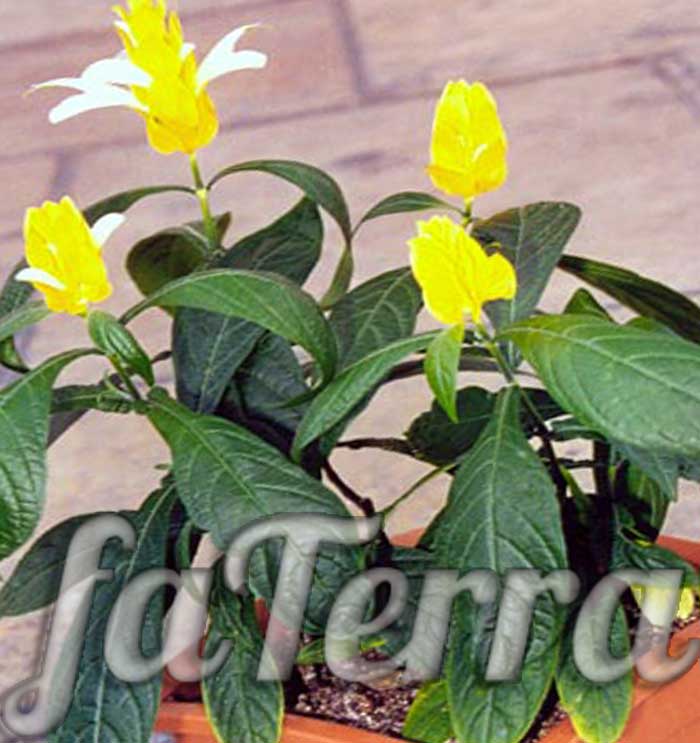  растение золотая креветка фото - Пахистахис