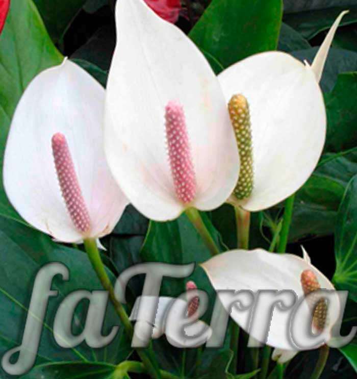 plant Spathiphyllum photo - home care