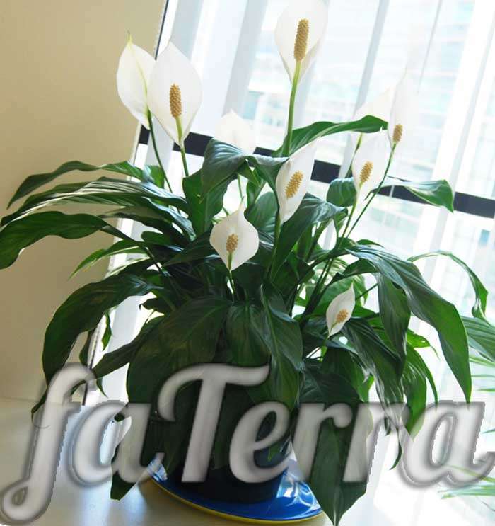 Spathiphyllum species photo - white Spathiphyllum and red