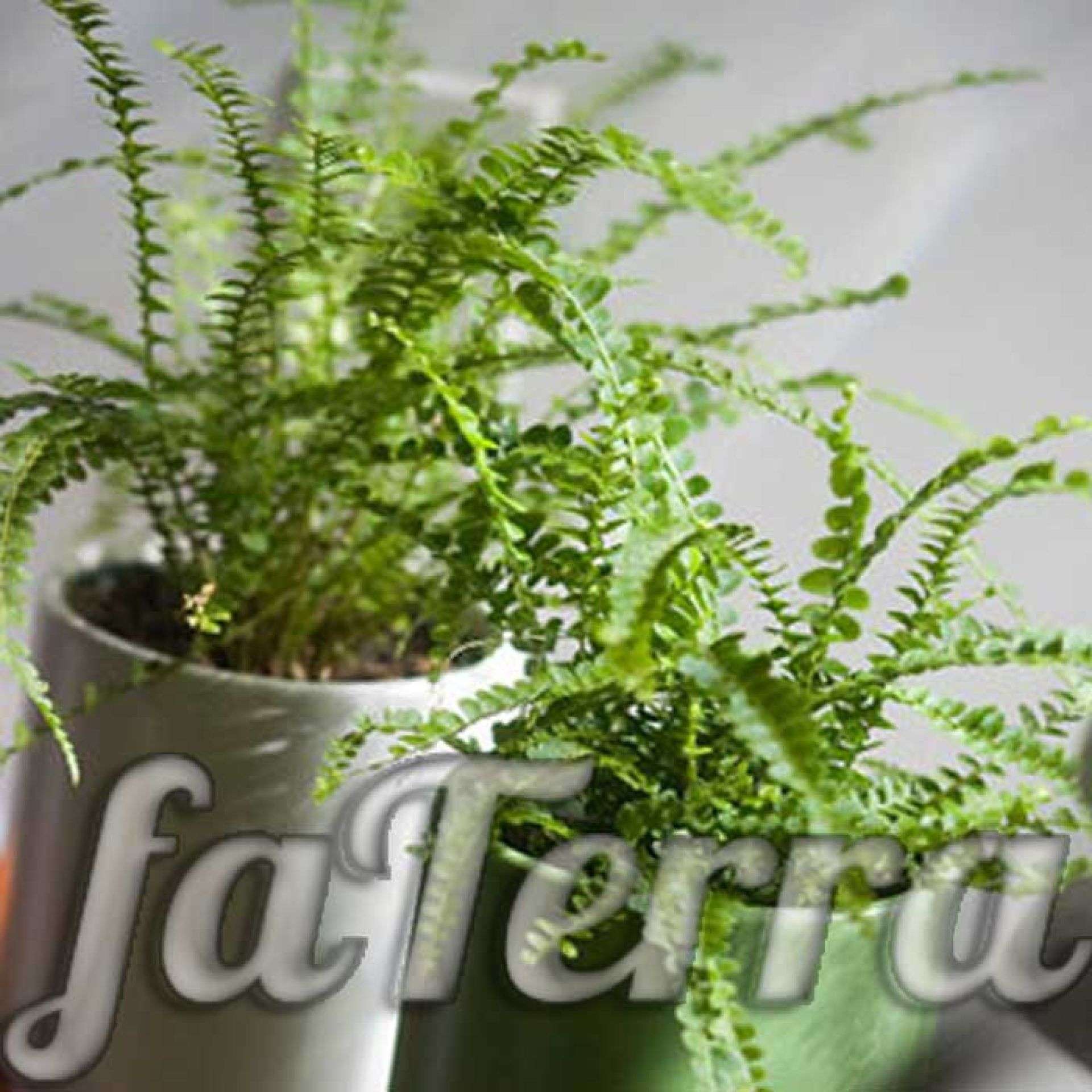 Нефролепис – особенности ухода в домашних условиях с фото и видео