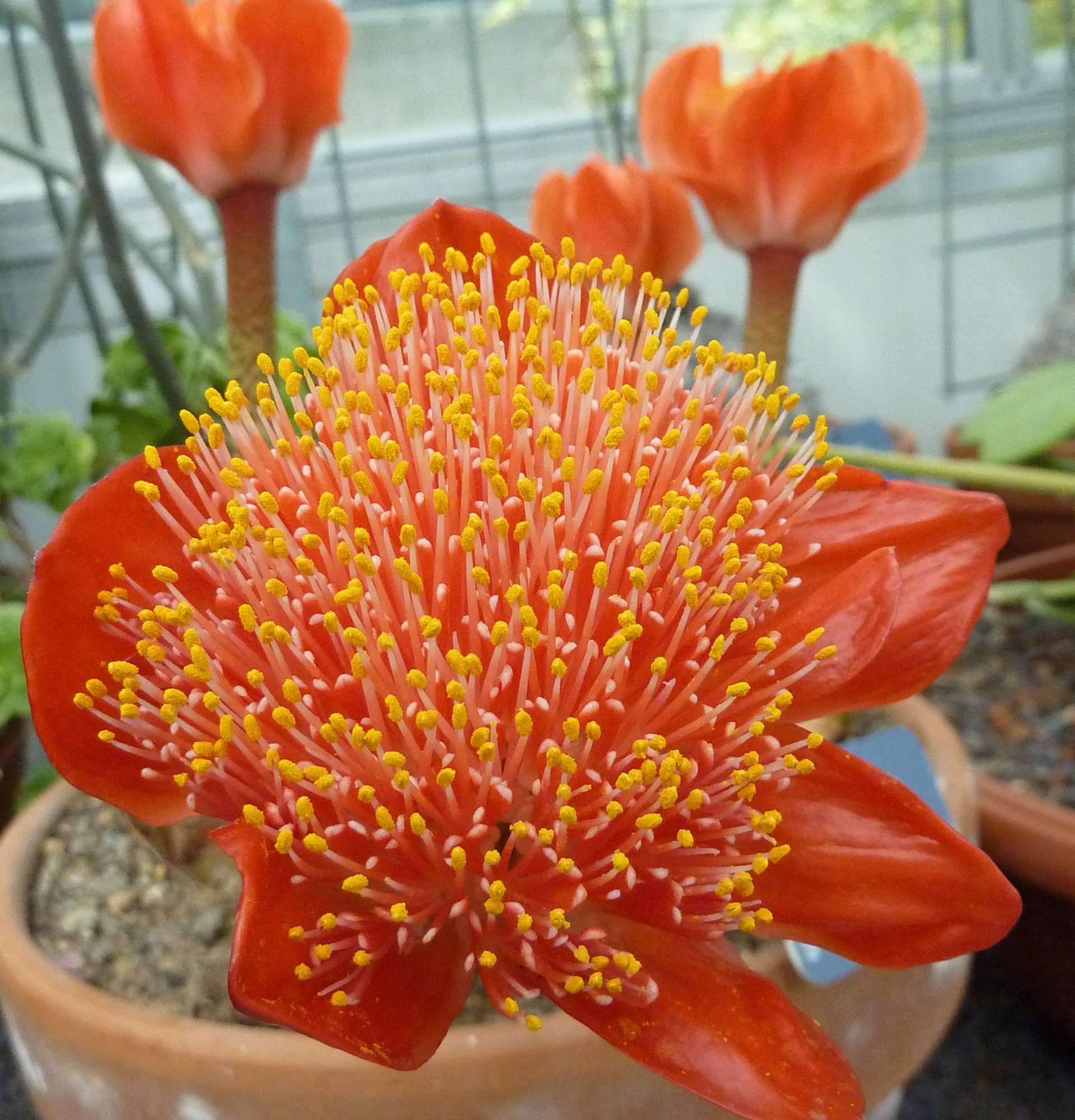 Вазон Гемантус фото – квітучі кімнатні вазони