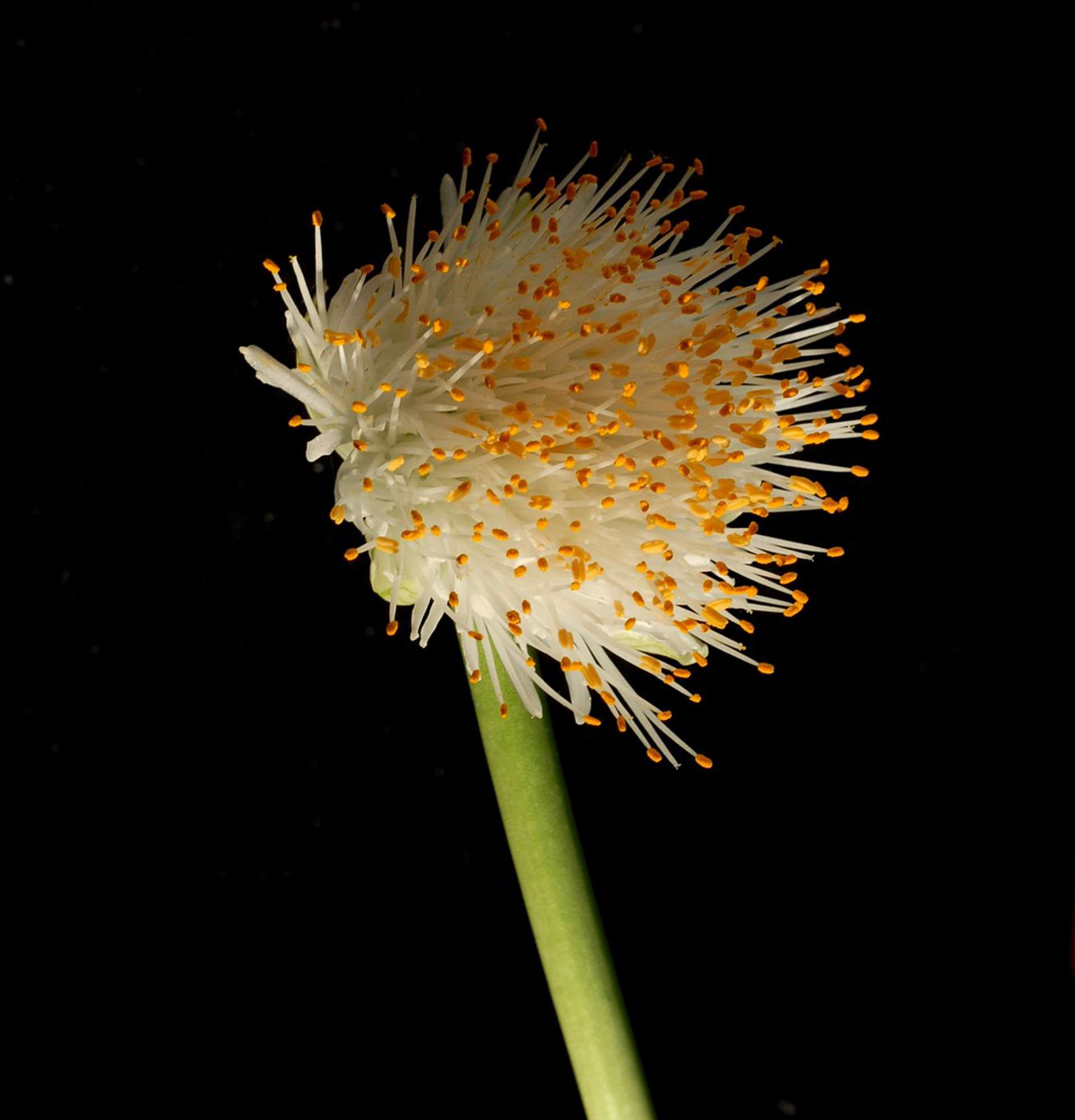  гемантус бутон - фото цветущие растения