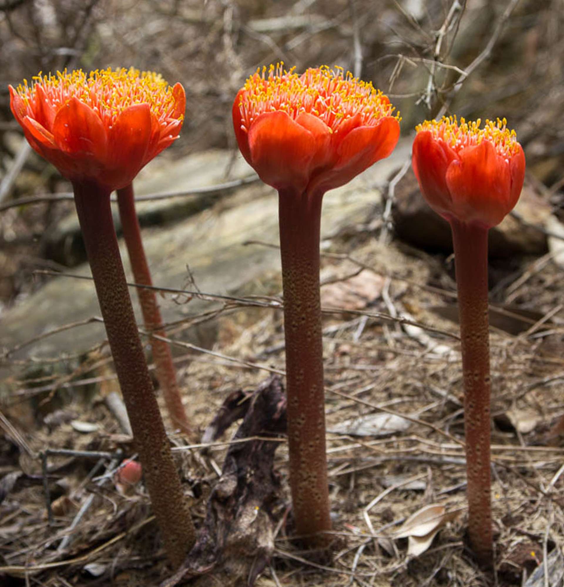  гемантус в среде обитания фото - красный цветок