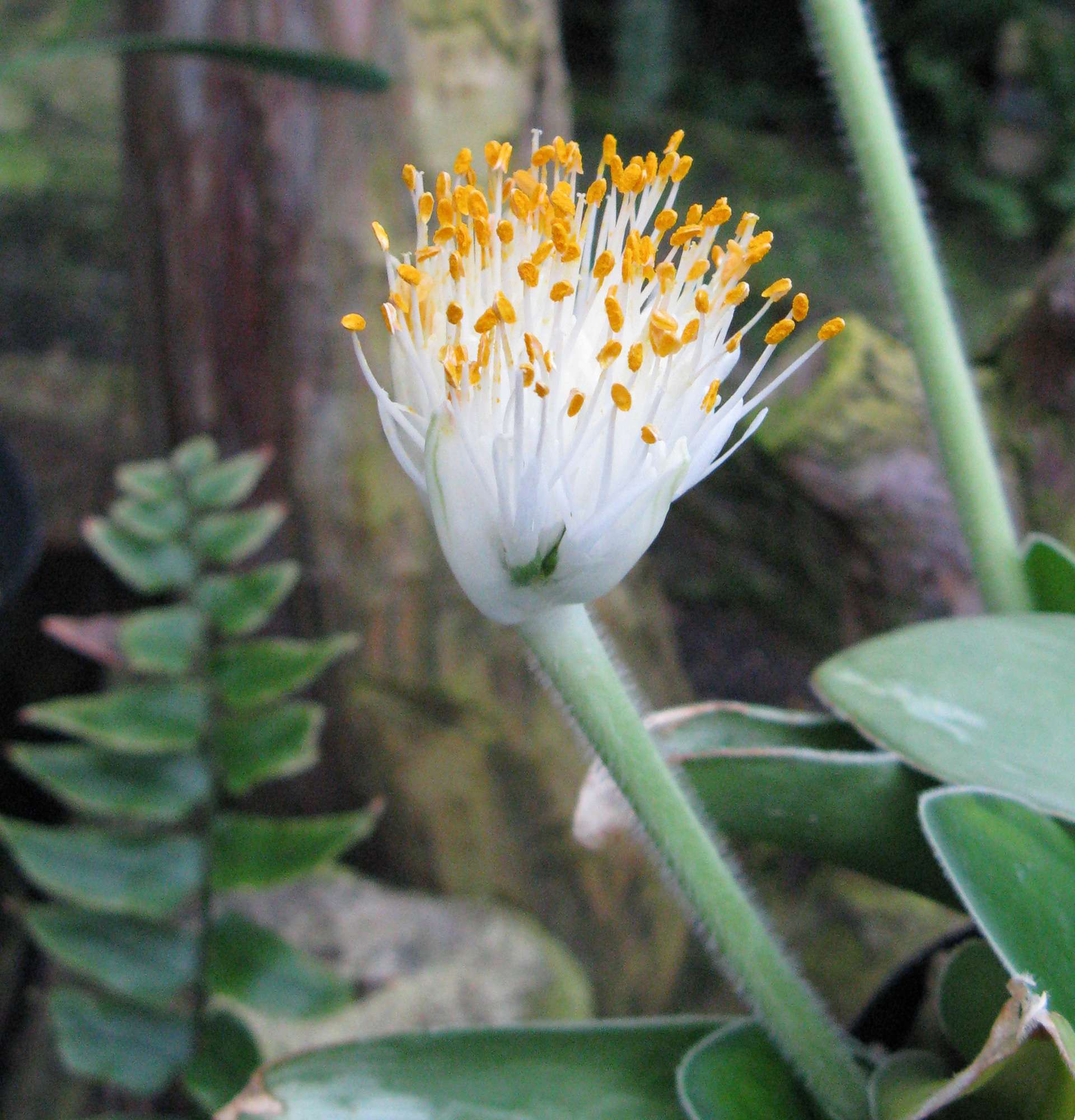  вазон гемантус білий фото - невибагливі квіти