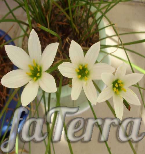  цветок зефирантес фото - вазон зефирантес белый