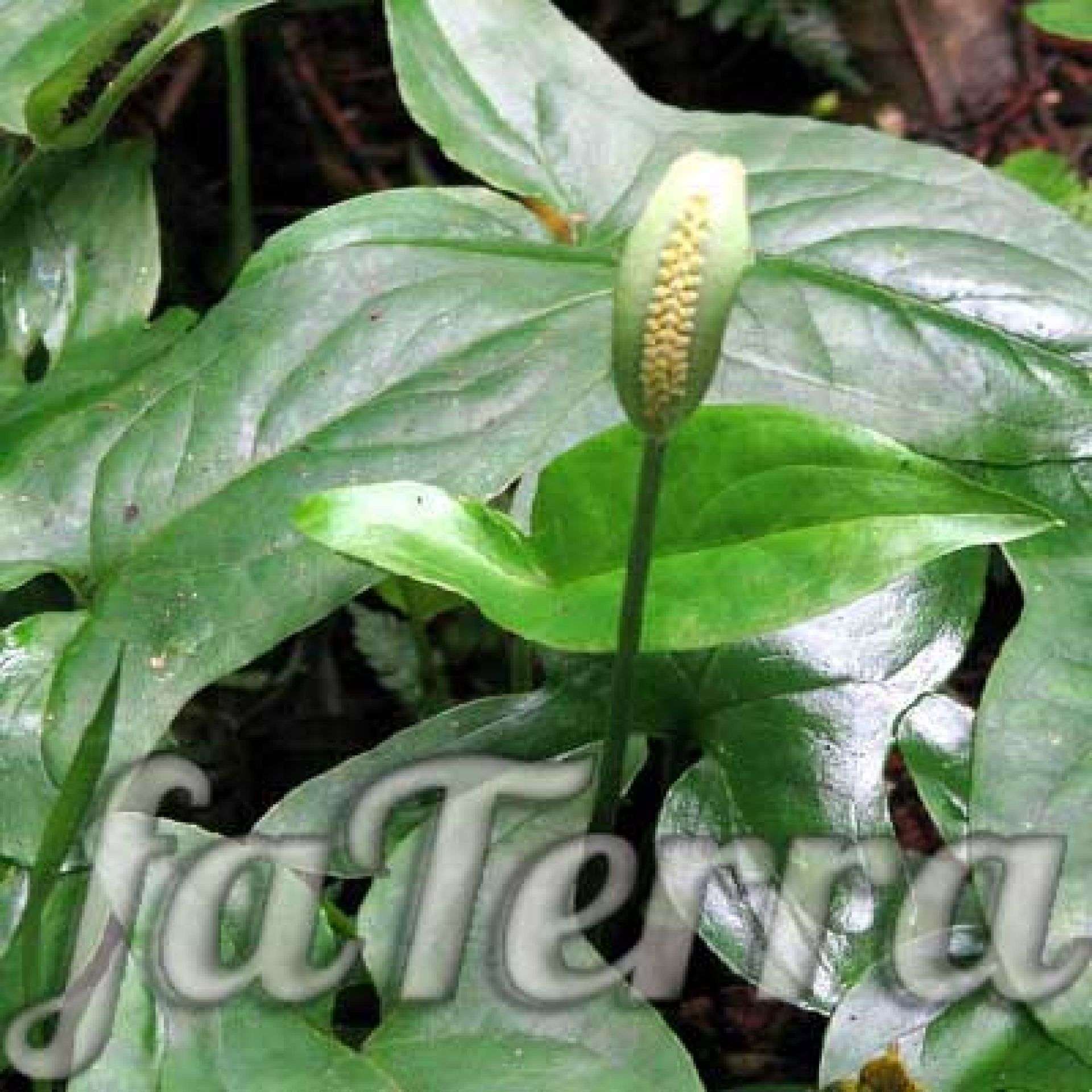 Сингониум уход в домашних условиях, фото, виды | faterra.com