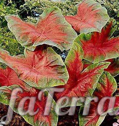  сингониум с красными листьями фото