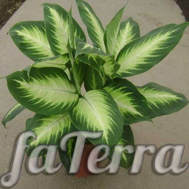 Диффенбахия в горшке - цветок мужегон