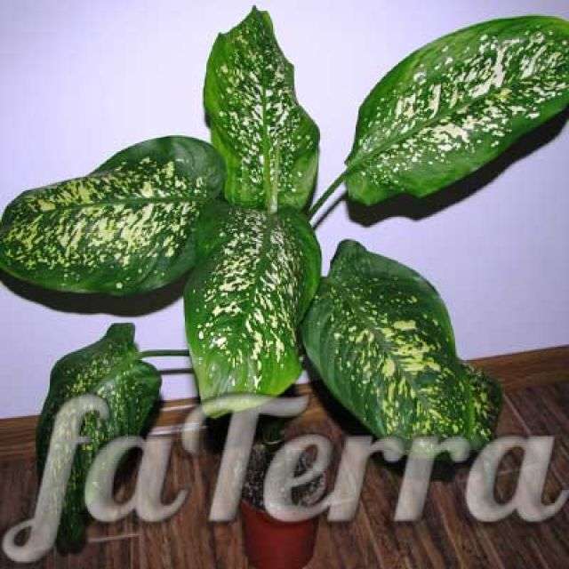 вазон Диффенбахия фото - вдовий цветок