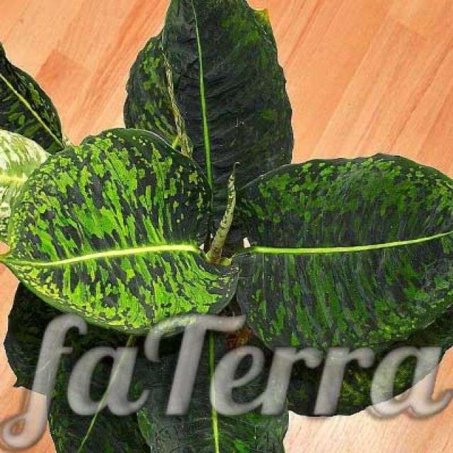 комнатная Диффенбахия фото - растение мужегон