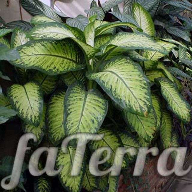 Диффенбахия фото - цветок с большими листьями