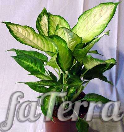  Диффенбахия фото - растение с большими зелеными листьями