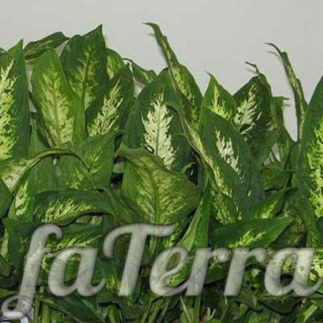 Цветок мужегон фото - растения с огромными листьями