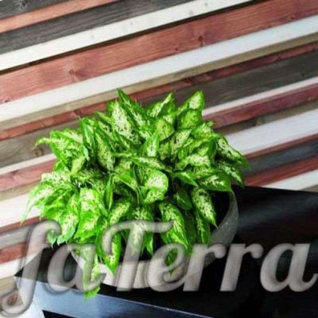 Маленькая Диффенбахия фото - вдовий цветок