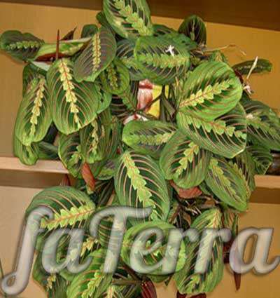 маранта фото - декоративное растение с пестрыми листьями
