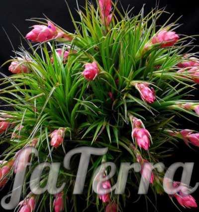 тилландсия цветение фото - комнатные цветущие растения