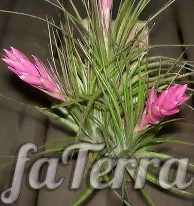  тилландсия цветущая фото - тилансия