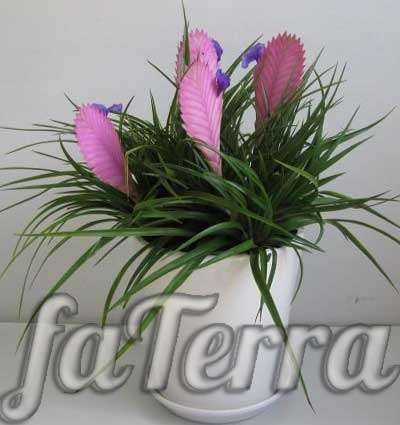  цветущие вазоны фото тилландсия