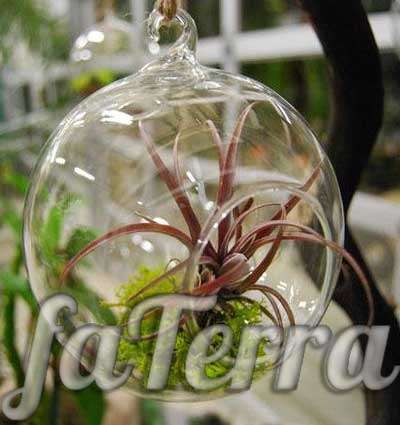  тилландсия в стекле фото - экзотические растения