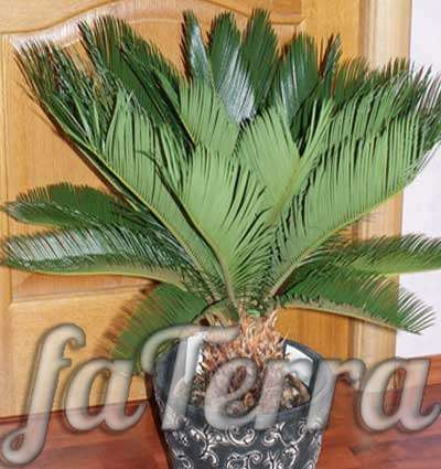 Комнатная пальма цикас фото - саговая пальма