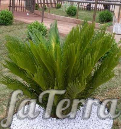  саговниковая пальма в саду фото - цикас