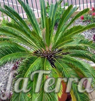 хлебное дерево фото - пальма цикас