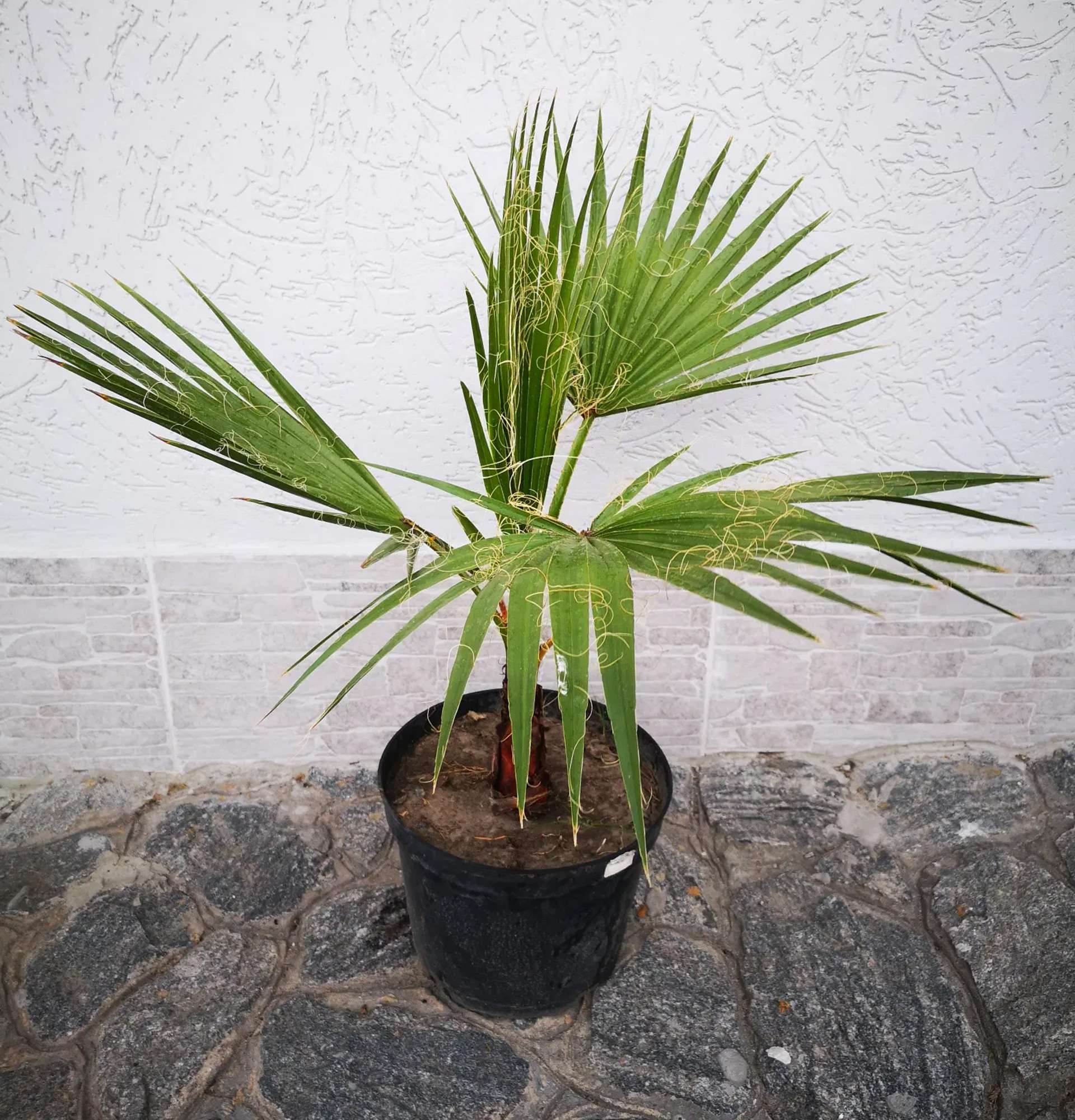  вазон вашингтония сонорская фото - большие пальмы